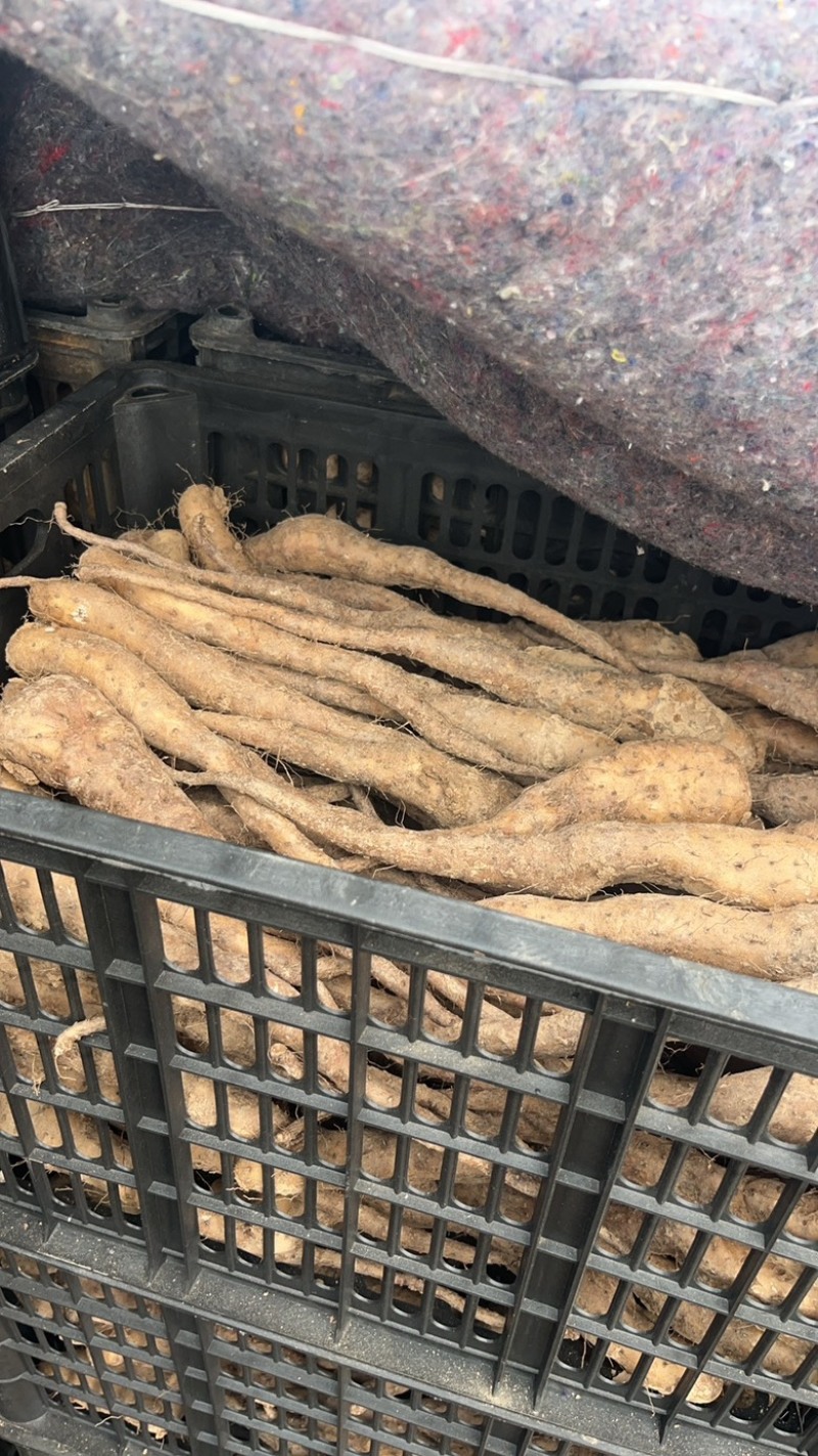 白玉山药苗山药种苗
