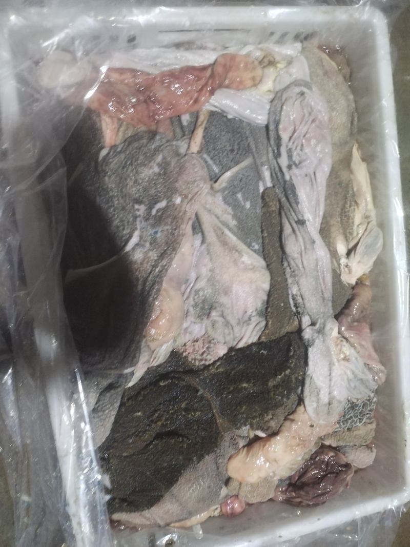 毛羊肚量大从优支持视频看货欢迎来电洽谈合作
