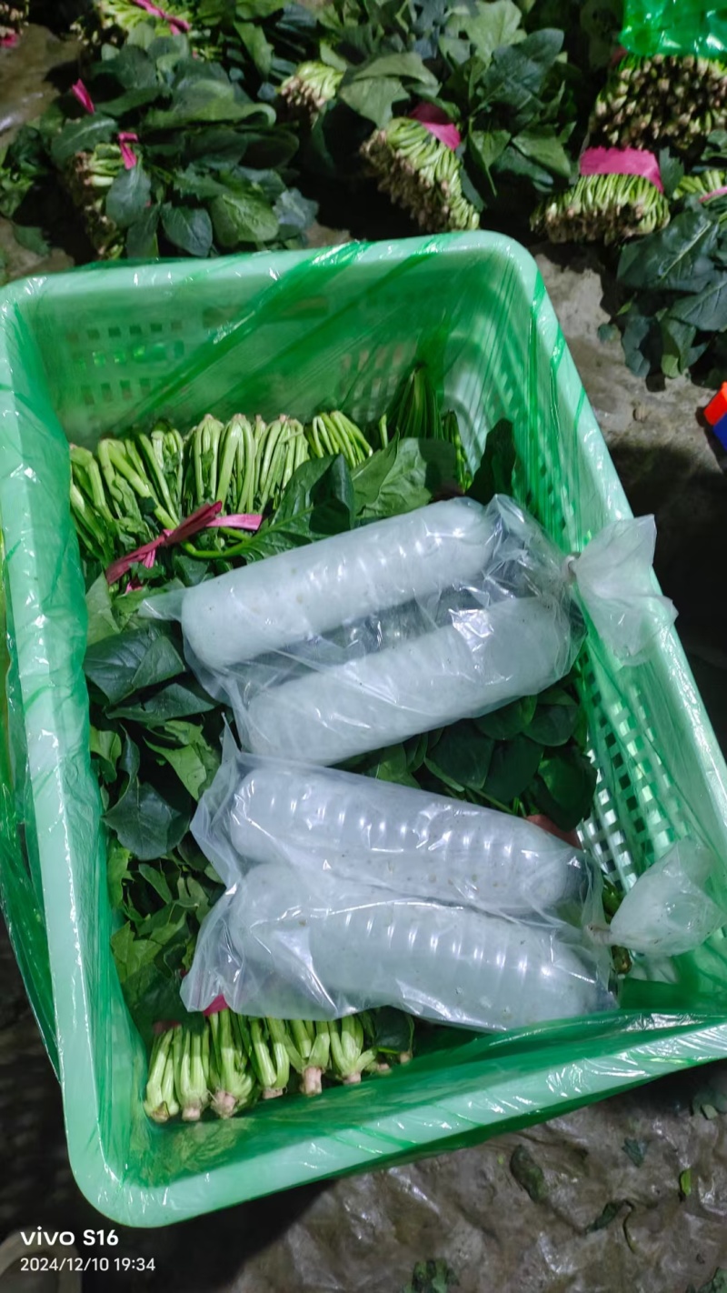 聊城大叶菠菜精品菠菜越冬冷棚菠菜各种质量齐全，