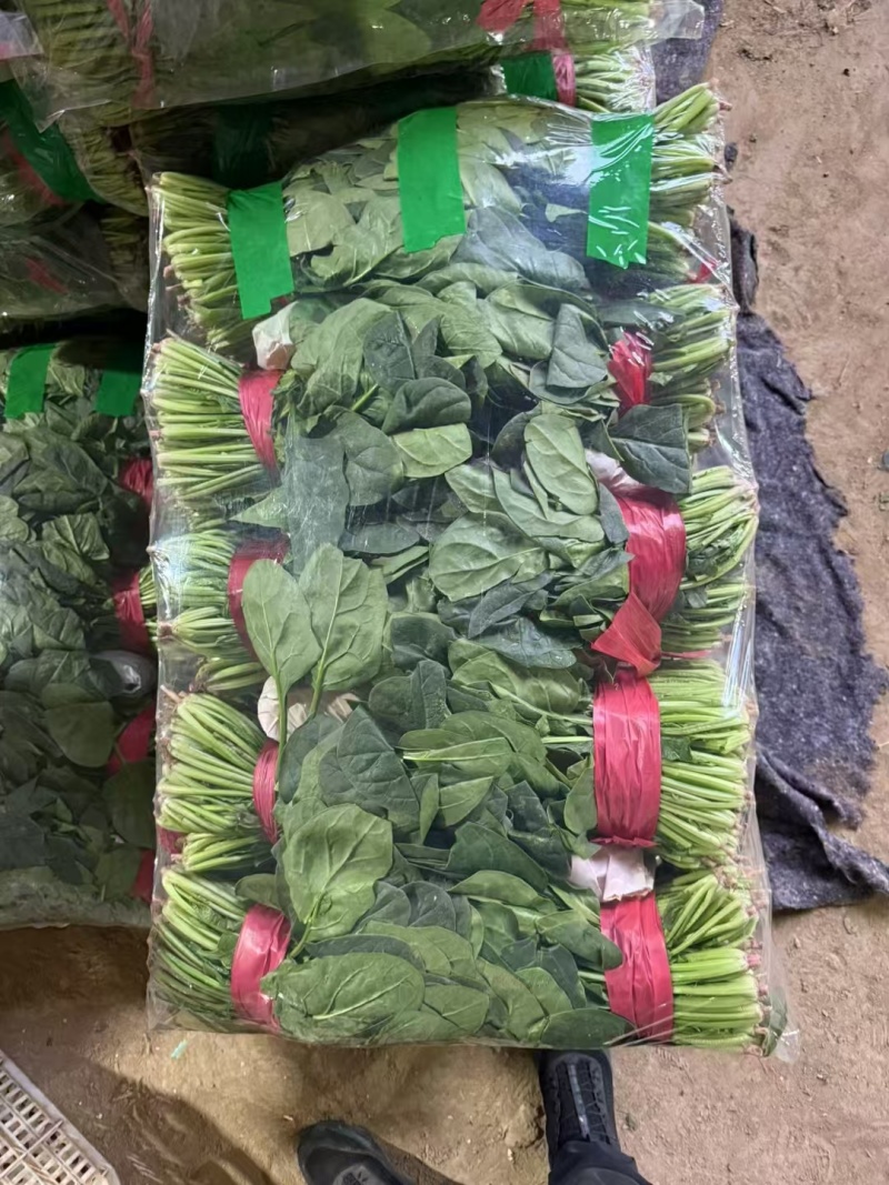 聊城大叶菠菜精品菠菜越冬冷棚菠菜各种质量齐全，