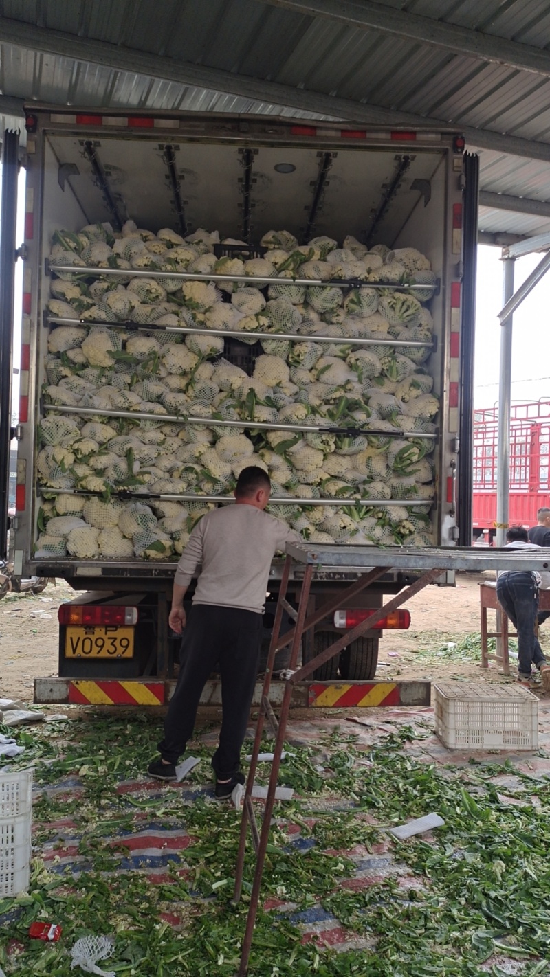 有机花山东聊城产地大量上市了青梗白面基地直发