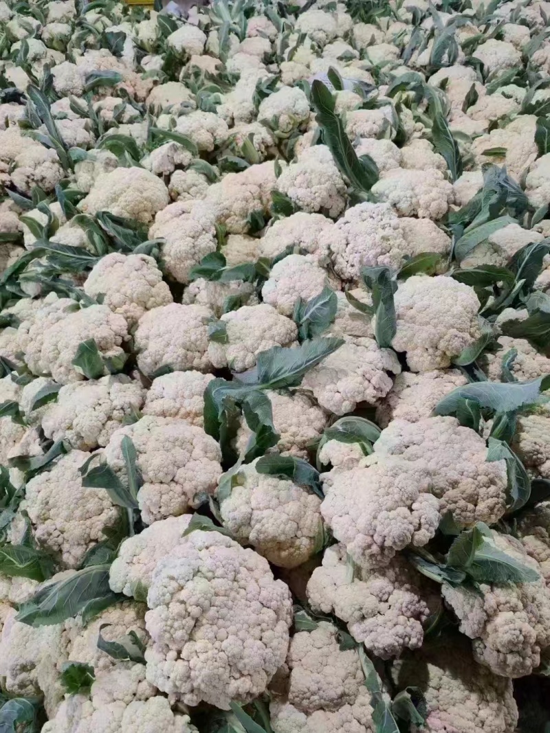 有机花山东聊城产地大量上市了青梗白面基地直发