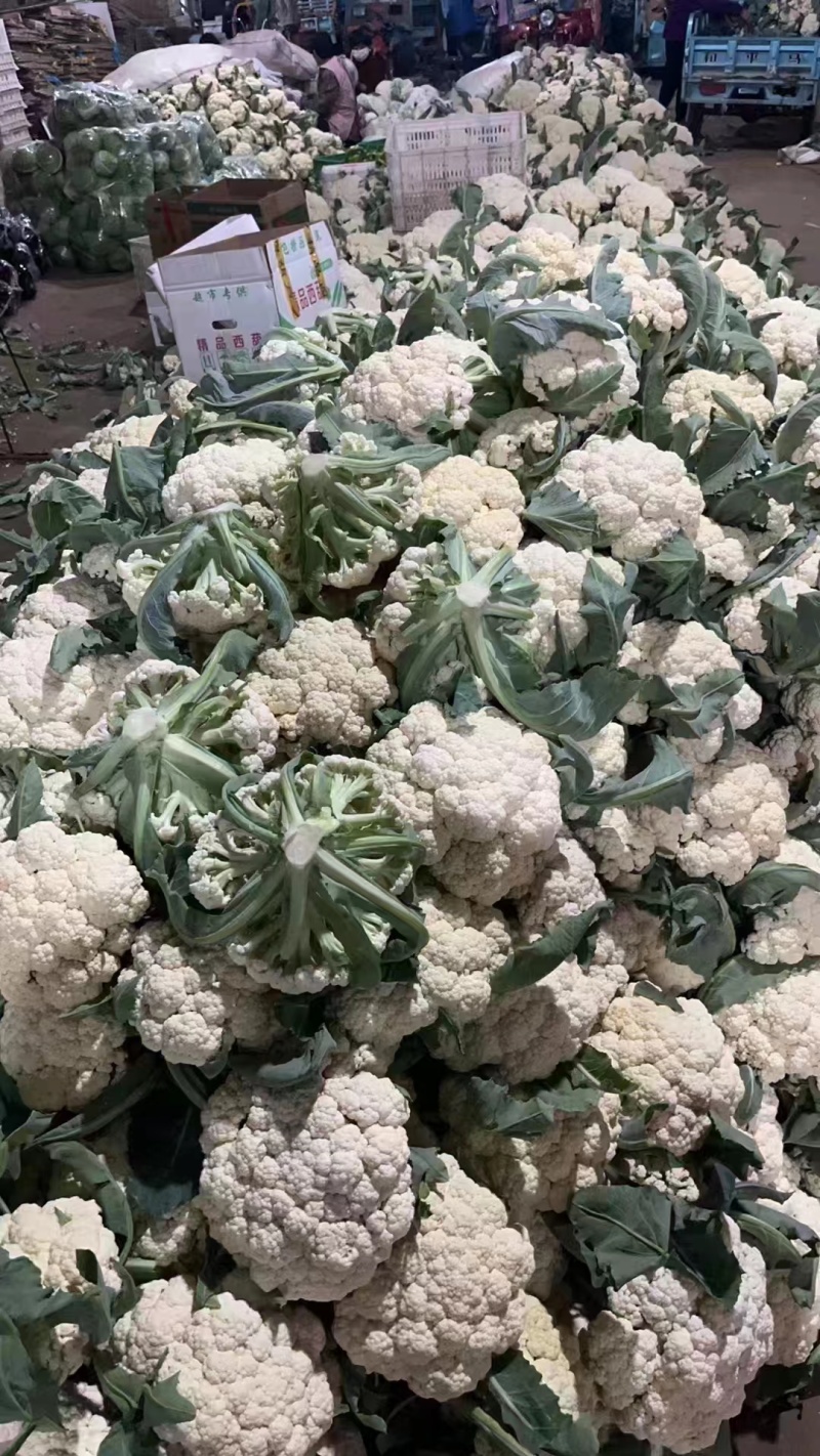 有机花山东聊城产地大量上市了青梗白面基地直发