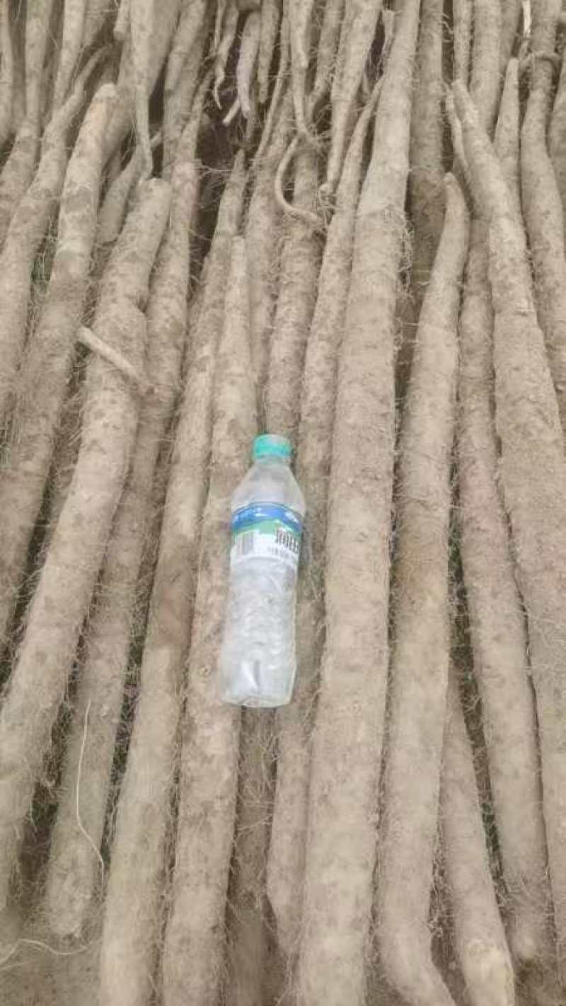 山东白玉山药。大通货。二货。产地直发。一手货源充足
