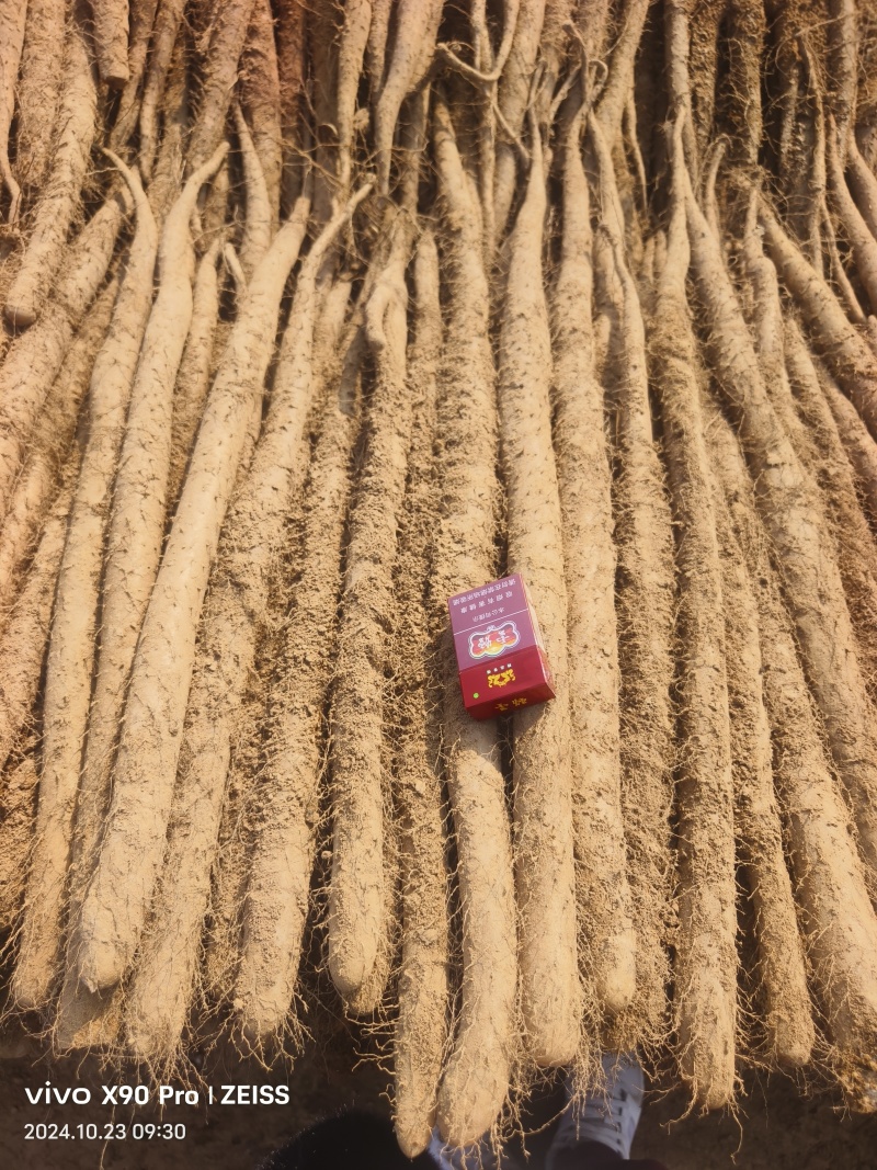 山东白玉山药。大通货。二货。产地直发。一手货源充足
