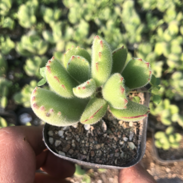 【绿熊】山东济南精品多肉植物，状态如图所示