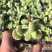 【绿熊】山东济南精品多肉植物，状态如图所示