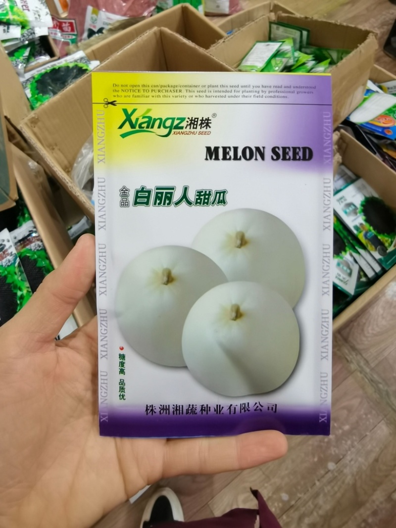 白丽人甜瓜种子早熟肉质细腻香甜可口糖度17左右