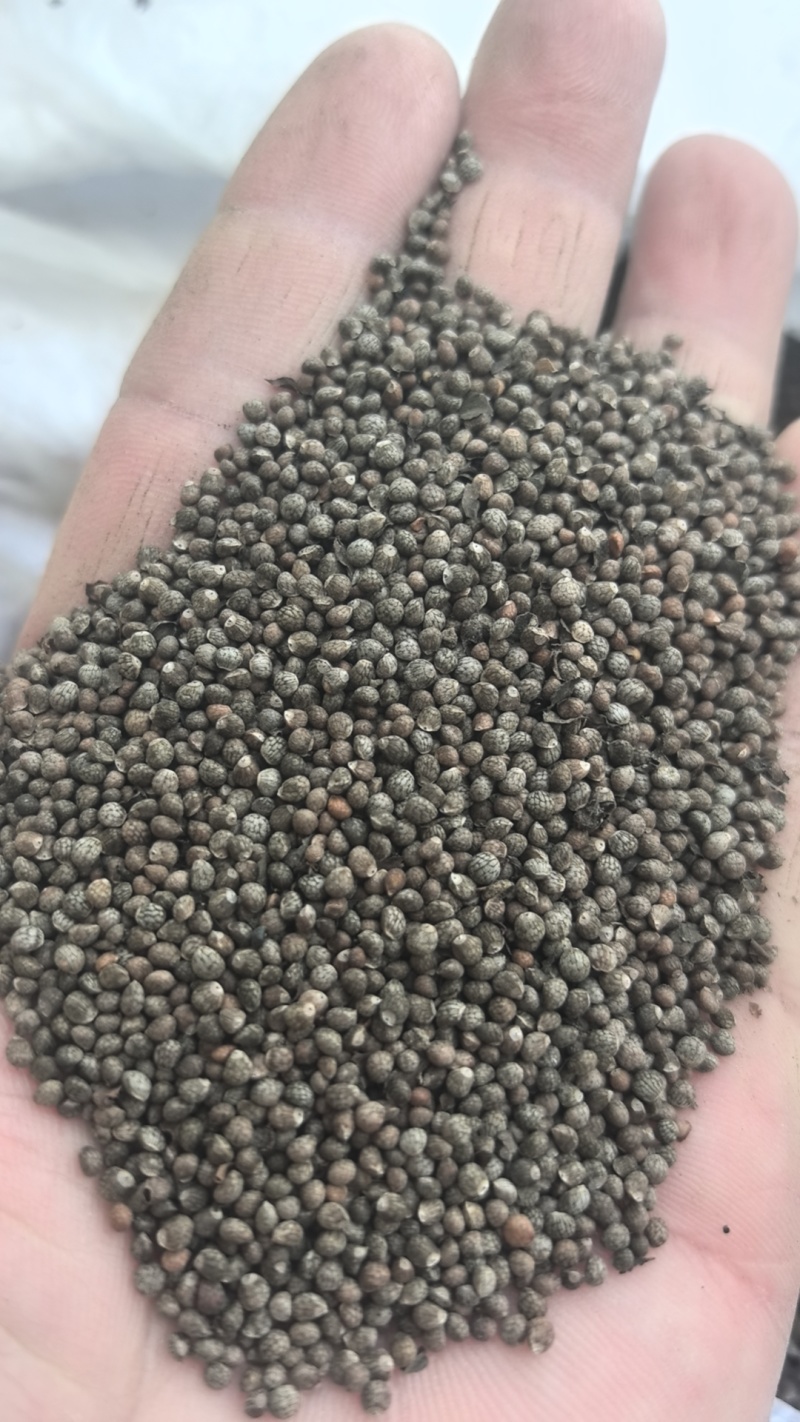 精选紫苏子/苏子/紫苏籽/河北紫苏子/精选大颗粒