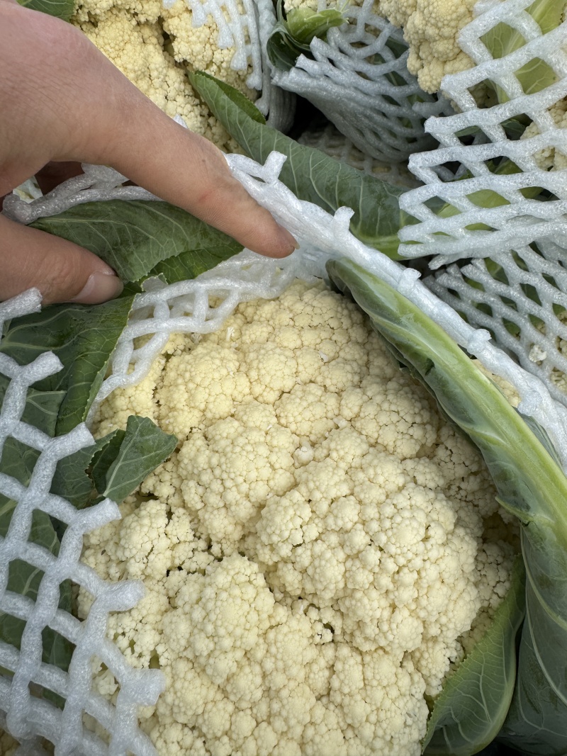 湖北有机花菜，青梗白面小米，实花菜，可全国代发，视频看货