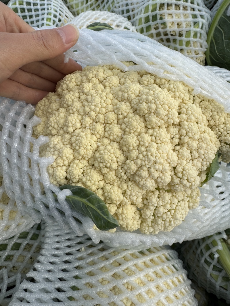 湖北有机花菜，青梗白面小米，实花菜，可全国代发，视频看货