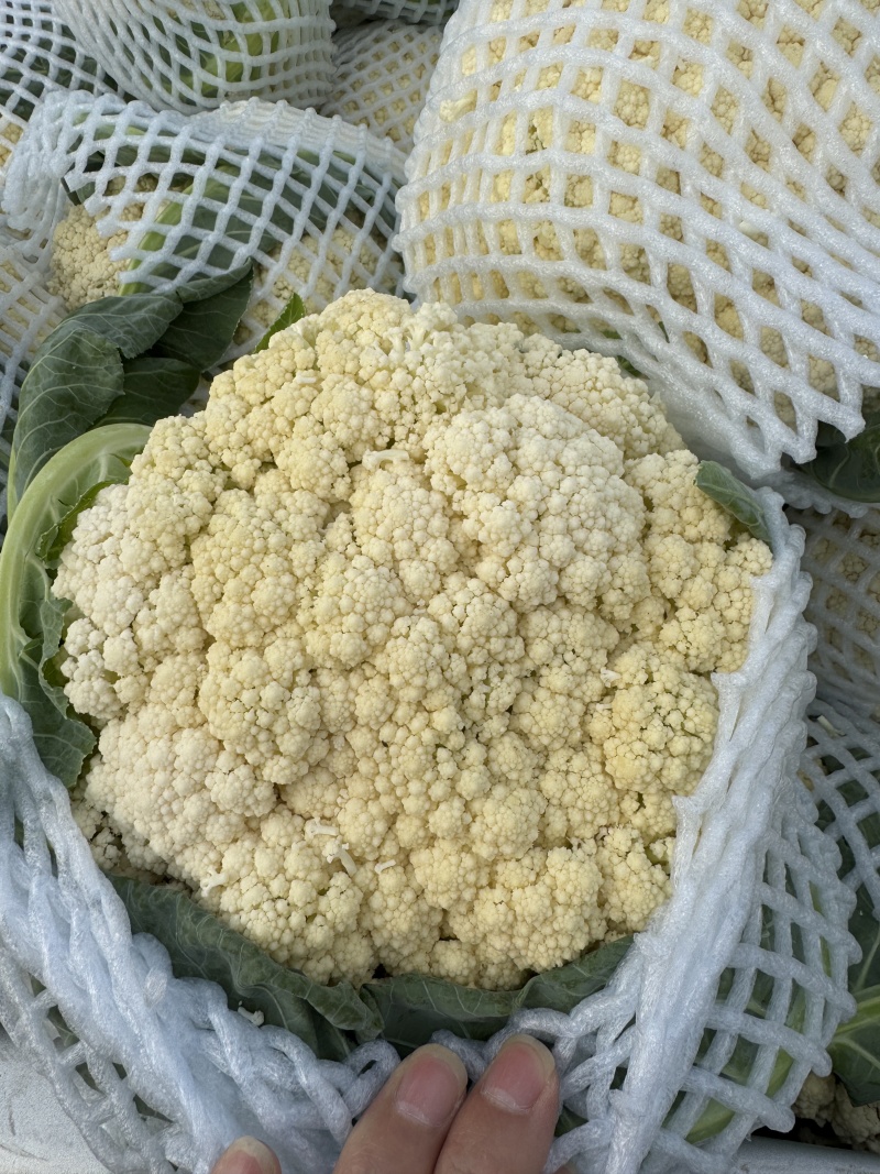湖北有机花菜，青梗白面小米，实花菜，可全国代发，视频看货