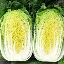 湖北基地直供黄心大白菜，万亩蔬菜产地，种类众多，欢迎咨询