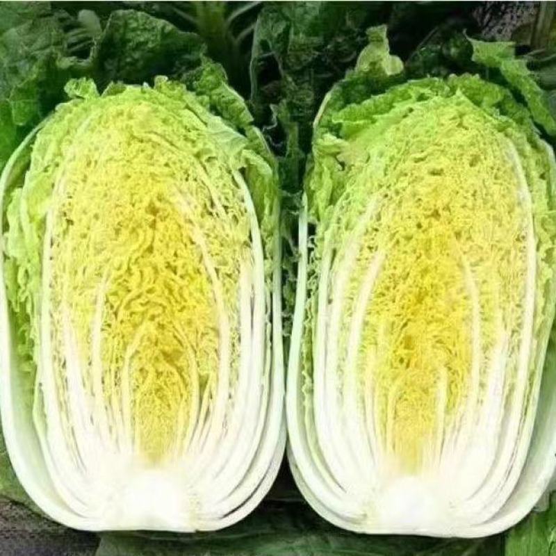 湖北基地直供黄心大白菜，万亩蔬菜产地，种类众多，欢迎咨询