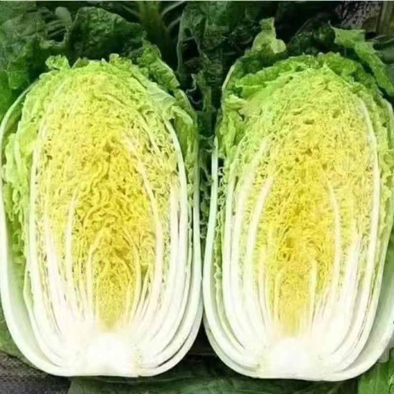 湖北基地直供黄心大白菜，万亩蔬菜产地，种类众多，欢迎咨询