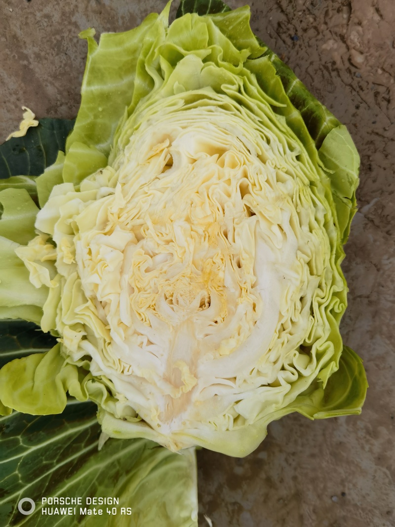 牛心包菜产地大量有货，支持视频看货，保质保量。