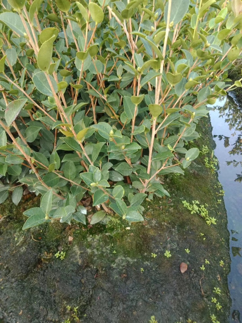 油茶苗价格可谈量大从优规格齐全品质保证欢迎咨询