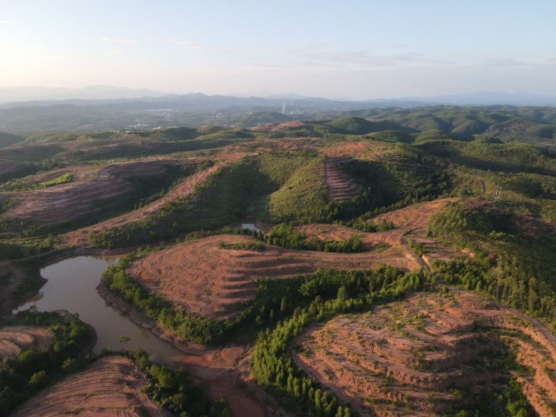 油茶苗价格可谈量大从优规格齐全品质保证欢迎咨询