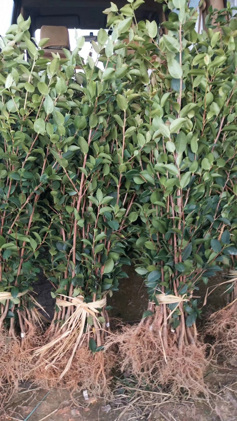油茶苗价格可谈量大从优规格齐全品质保证欢迎咨询