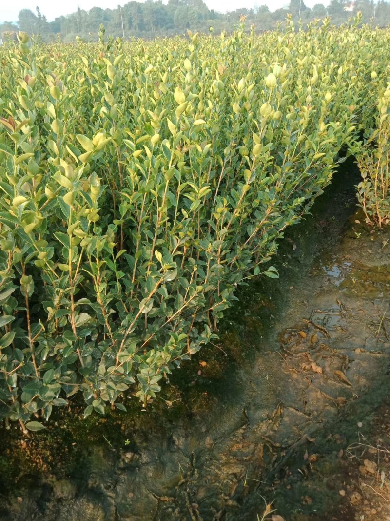油茶苗价格可谈量大从优规格齐全品质保证欢迎咨询