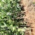 油茶苗价格可谈量大从优规格齐全品质保证欢迎咨询