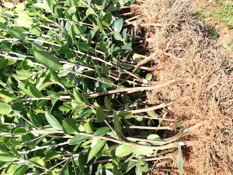 油茶苗价格可谈量大从优规格齐全品质保证欢迎咨询