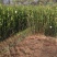 油茶苗价格可谈量大从优规格齐全品质保证欢迎咨询