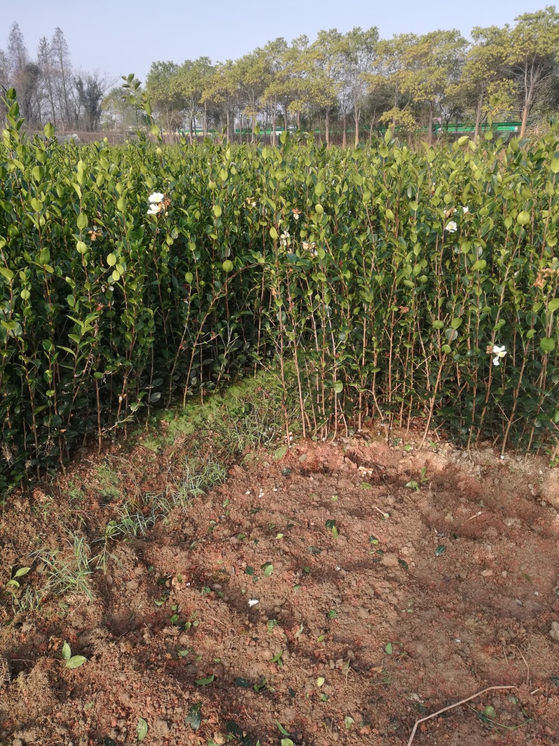 油茶苗价格可谈量大从优规格齐全品质保证欢迎咨询
