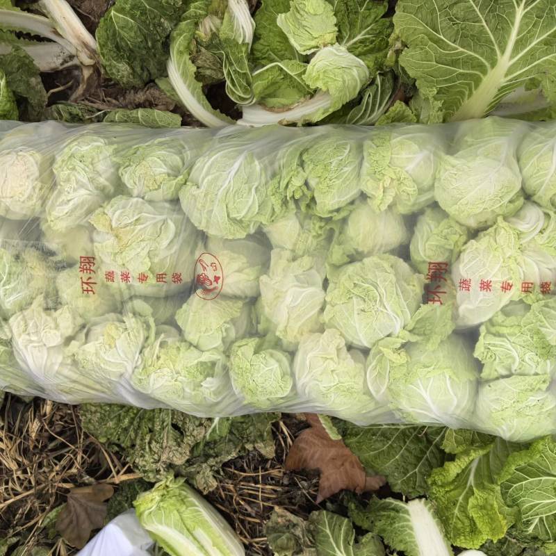 精品娃娃菜