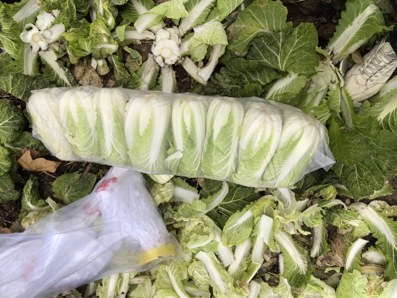 精品娃娃菜
