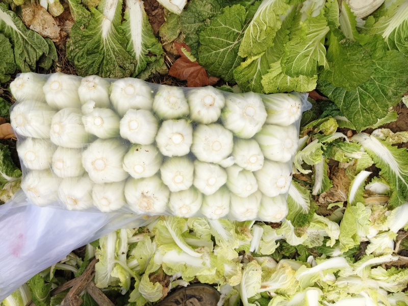 精品娃娃菜