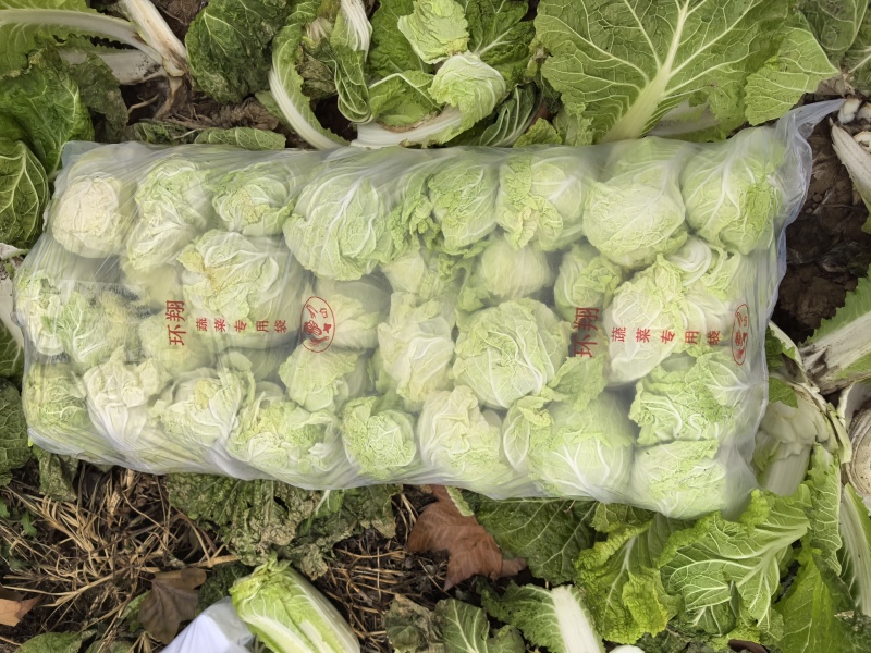 精品娃娃菜