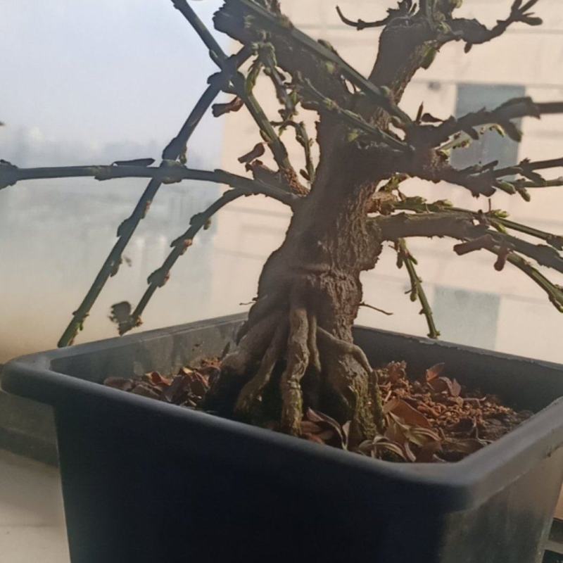 迎春有喜欢的联系