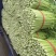 《精品小颗芹菜》五指西芹规格齐全/合作社大棚种植