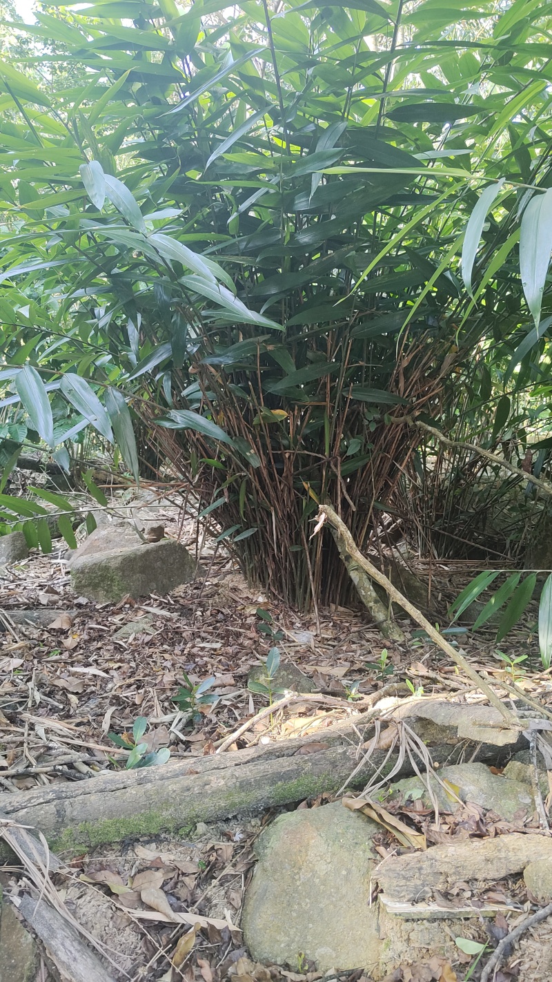 益智苗