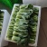千亩精品上海青大量上市
