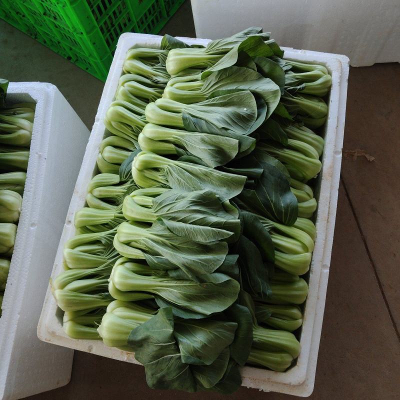 千亩精品上海青大量上市