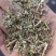 一级花生秧叶粉，无土无膜无霉变颜色绿，质量有保证，做售后