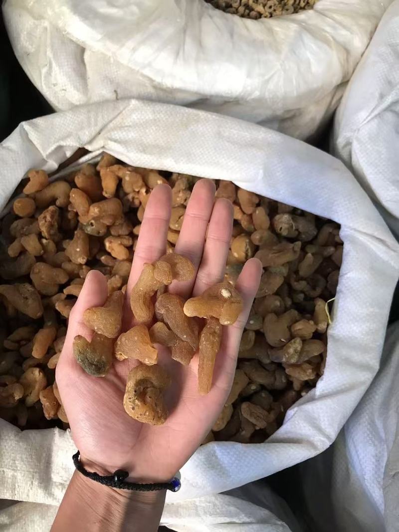 滇黄精姜黄精现货秒发质量保证量大价优