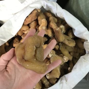 滇黄精姜黄精现货秒发质量保证量大价优