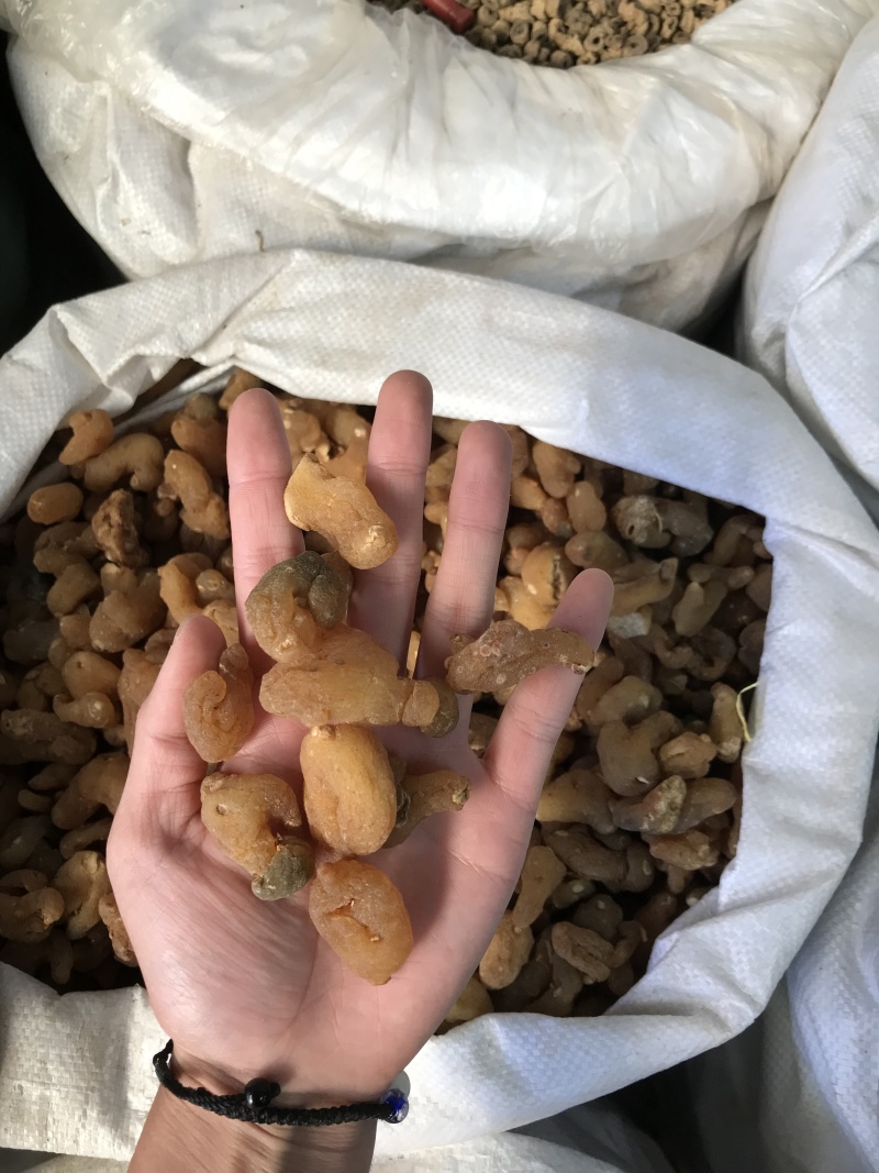 滇黄精姜黄精现货秒发质量保证量大价优
