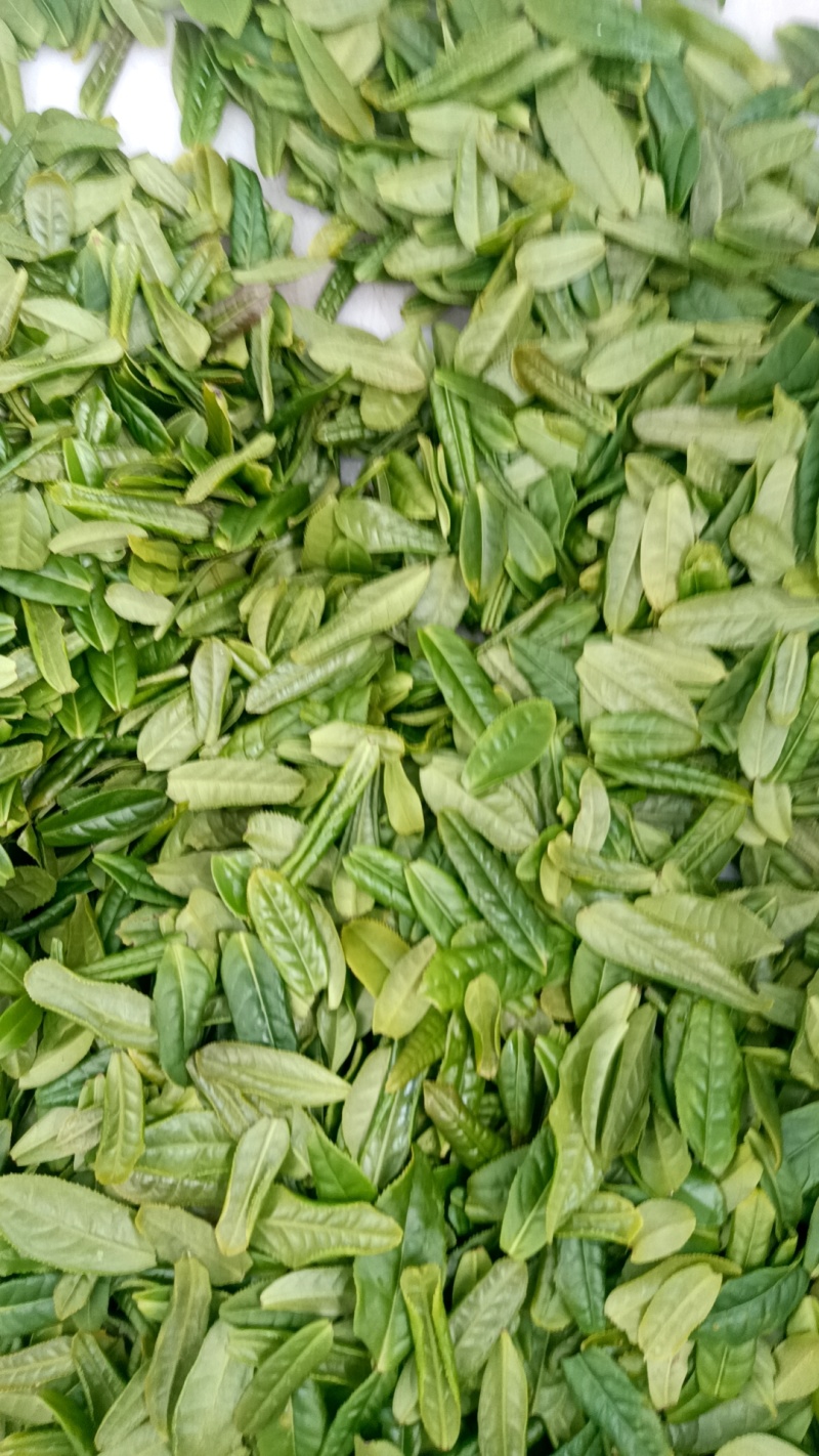 六安瓜片绿茶，口良茶价格低。中。高都有。欢迎前来品尝。