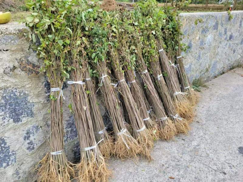 四川大叶厚皮川黄柏苗出售，欢迎需要老板咨询订购。。