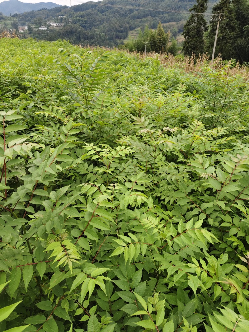 四川大叶厚皮川黄柏苗出售，欢迎需要老板咨询订购。。
