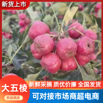 新鲜山楂果大五棱做冰糖葫芦原材料整筐批发鲜山楂果