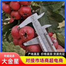 山西新鲜山楂大金星山楂果红果子鲜果可做糖葫芦批发
