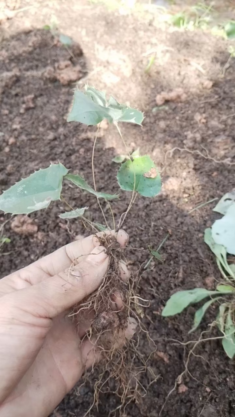 大量出售淫羊藿种苗，欢迎需要顾客咨询订购