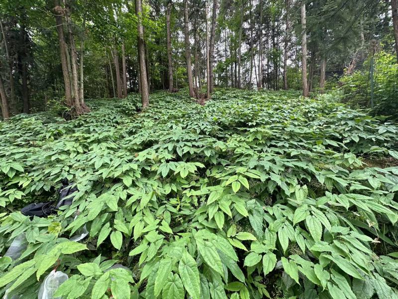 大量出售淫羊藿种苗，欢迎需要顾客咨询订购