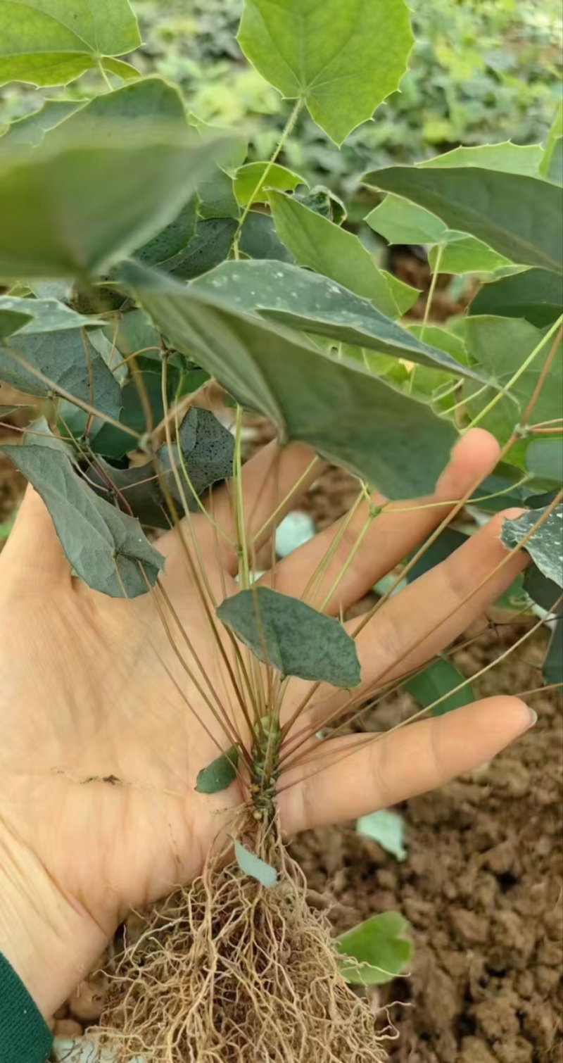 大量出售淫羊藿种苗，欢迎需要顾客咨询订购