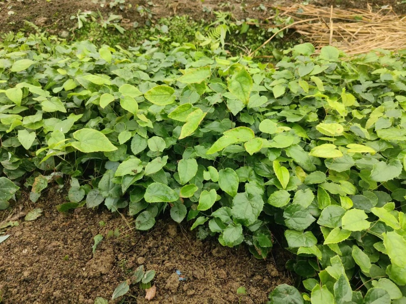 大量出售淫羊藿种苗，欢迎需要顾客咨询订购